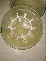 Arkray Combidisc GN1 (20Nos.) Gram Negative