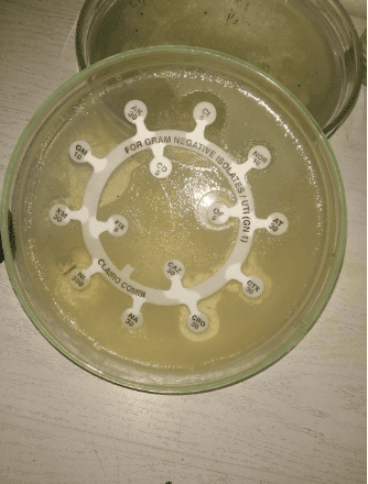 Arkray Combidisc GN1 (20Nos.) Gram Negative