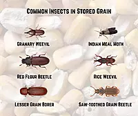 Stored Grain Pest Control Service