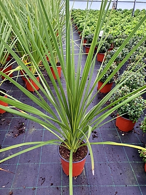 Cordyline Australis