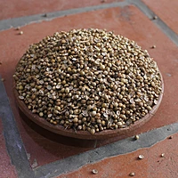 Coriander