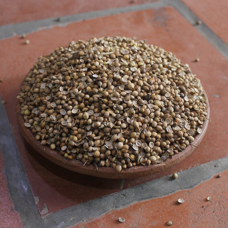 Coriander