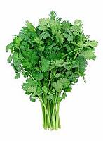 Coriander Leaves – Fresh, Fragrant & Full of Flavor