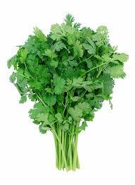 Coriander Leaves – Fresh, Fragrant & Full of Flavor