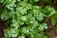 Coriander Leaves – Fresh, Fragrant & Full of Flavor