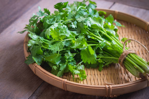 Coriander Leaves – Fresh, Fragrant & Full of Flavor