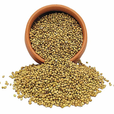 Organic Coriander Seeds-100 g Organic Coriander Seeds-100 g