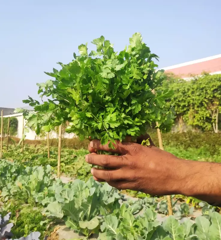 Coriander 100 Gms - Delia