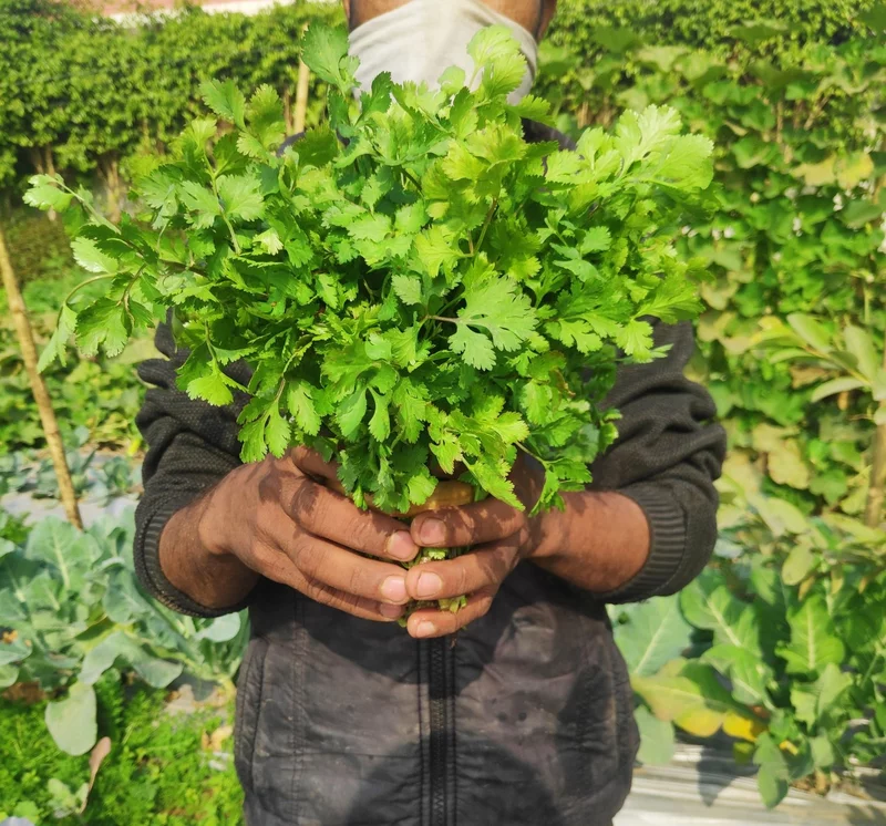 Coriander (Dhania) 100 Gms