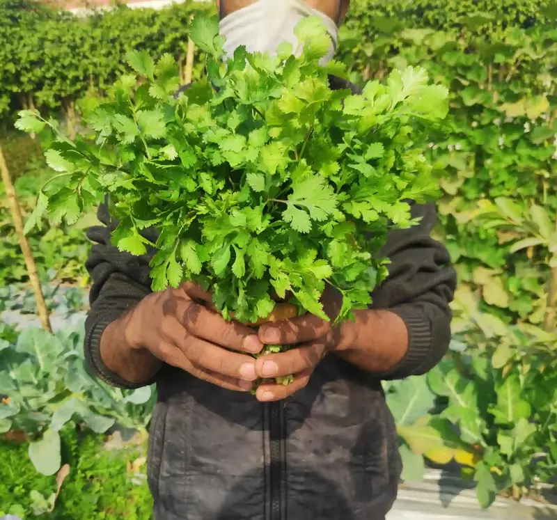 Coriander 100 Gms - Delia