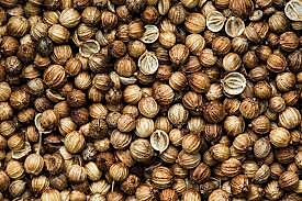 Coriander Seeds (Daniya)