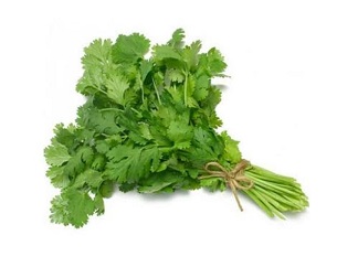 Coriander / Kothimera
