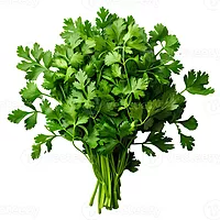 Coriander కొత్తిమీర