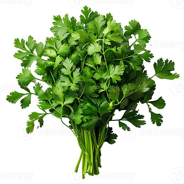Coriander కొత్తిమీర