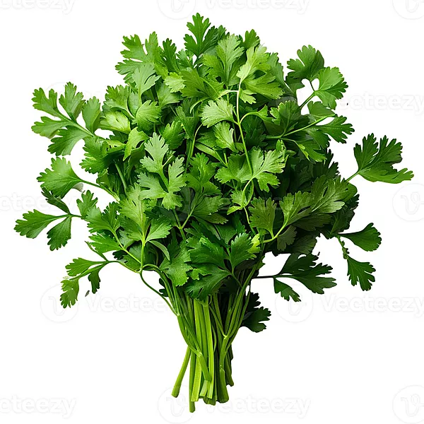 Coriander కొత్తిమీర