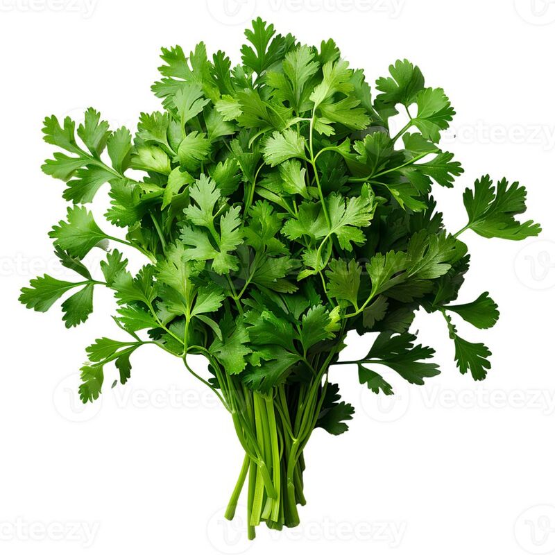 Coriander కొత్తిమీర