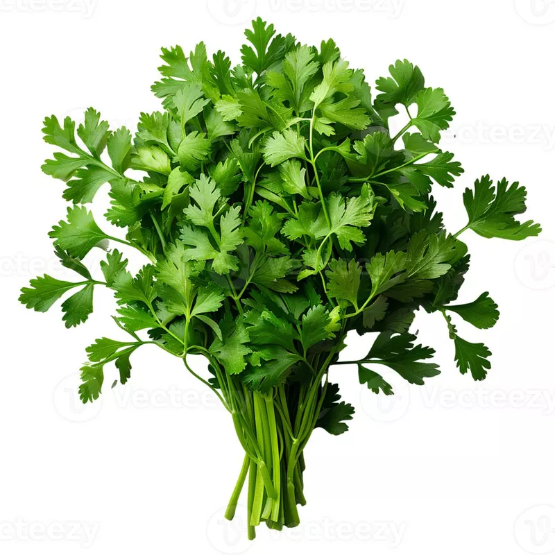 Coriander కొత్తిమీర
