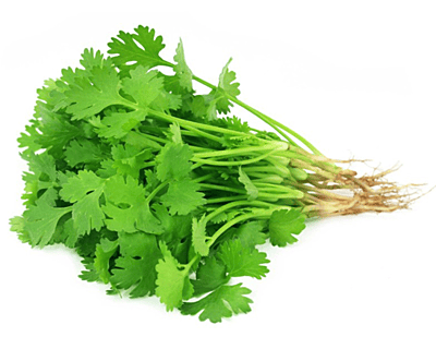 Coriander leaves Coriander leaves