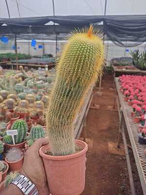 Coryphantha Calipensis Coryphantha Calipensis