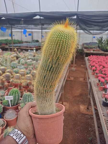 Coryphantha Calipensis Coryphantha Calipensis