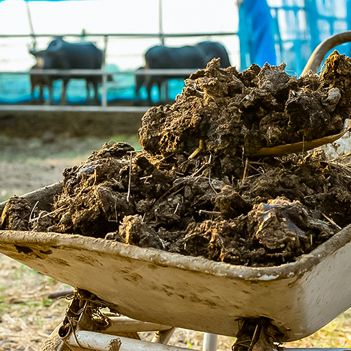 Cow Manure