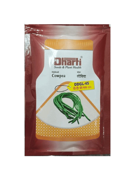 Cowpea DDGL 45 by Dharti Seeds