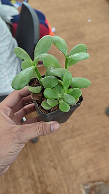 Crassula Jade
