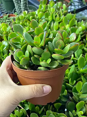Crassula Jade