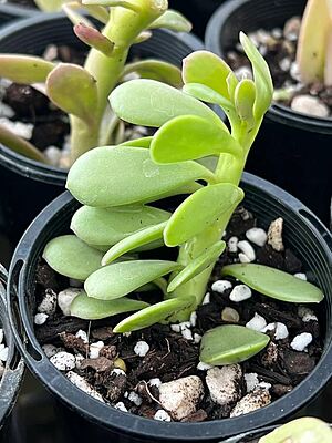 Crassula Jade