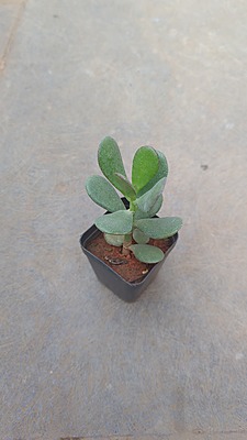 Crassula Jade