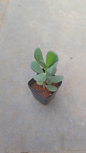 Crassula Jade
