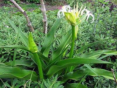 Crinum Asiaticum
