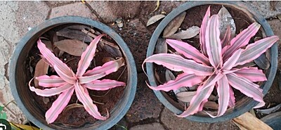 Cryptanthus Pink Cryptanthus Pink
