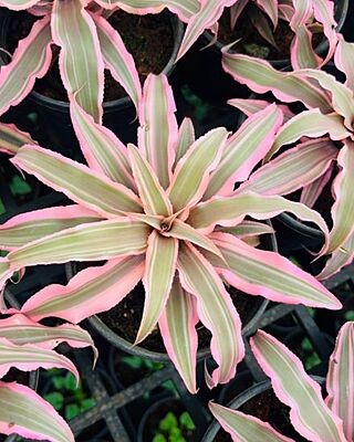 Cryptanthus Pink