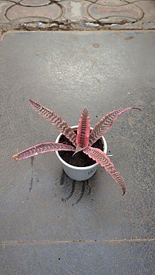Cryptanthus Pink Cryptanthus Pink