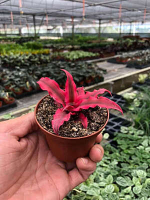 Cryptanthus Red