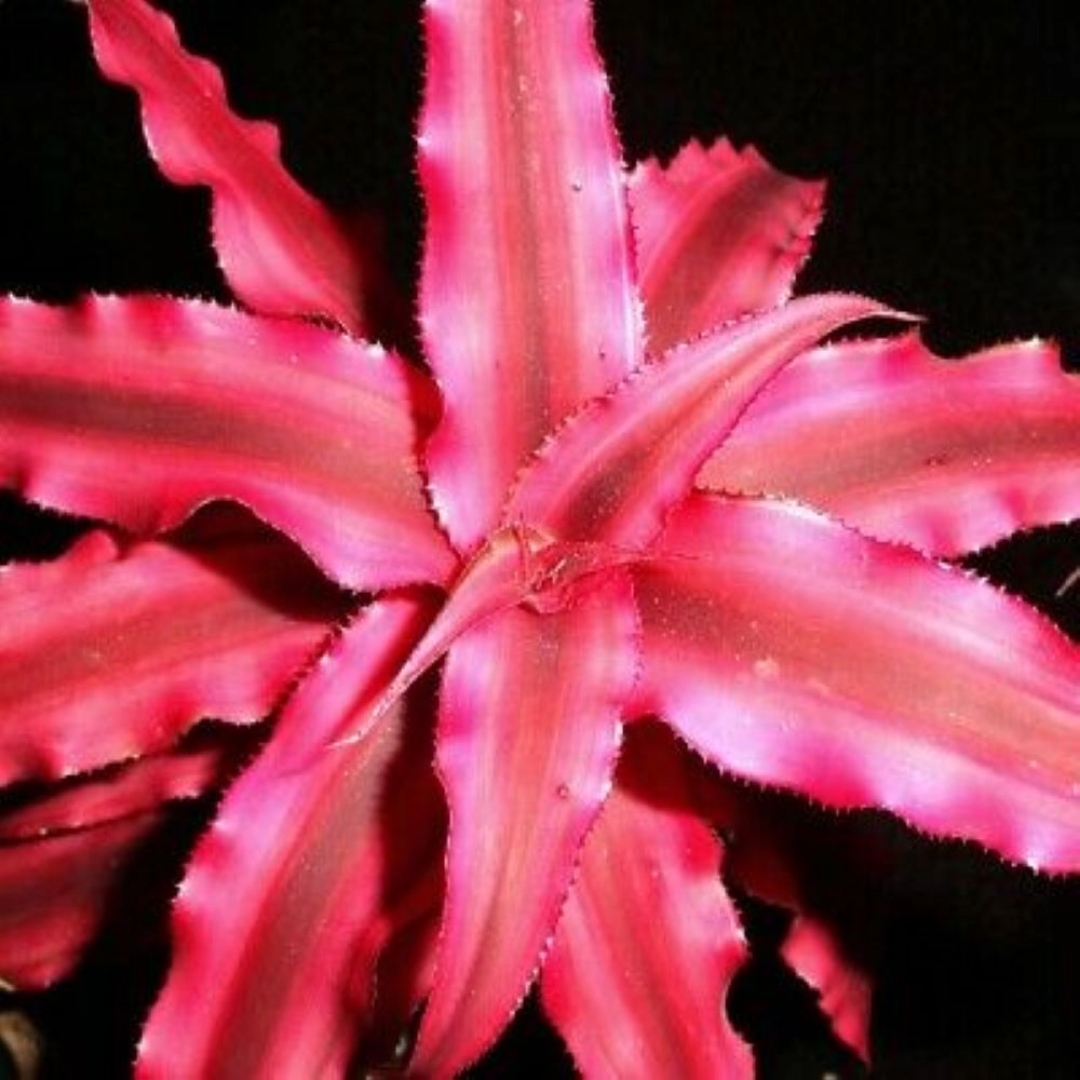 Cryptanthus Red