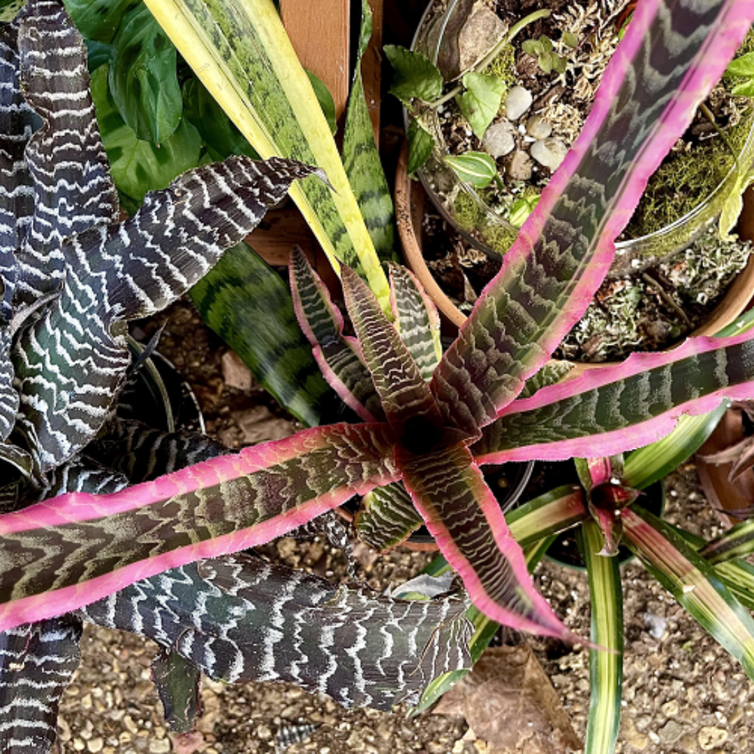 Cryptanthus Tiger Cryptanthus Tiger