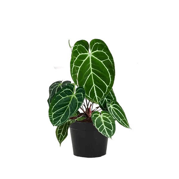 Anthurium Crystallinum