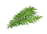 Aromatic curry leaves