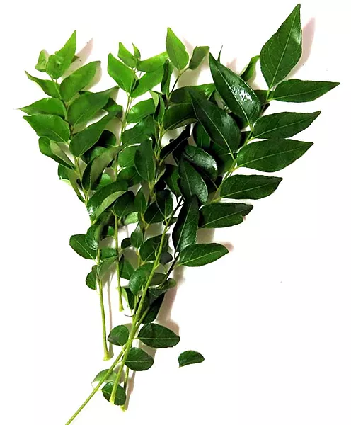 Curry Leaves కరివేపాకు