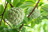 Farm-fresh custard apples