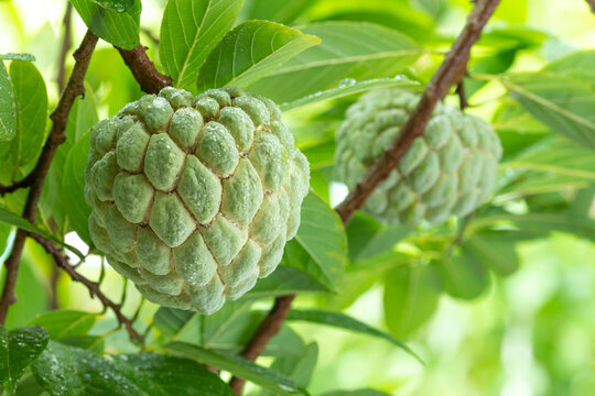 Farm-fresh custard apples
