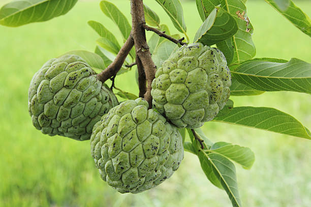 Farm-fresh custard apples