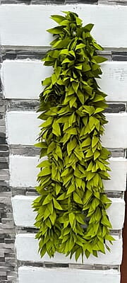 Cloth Thulasi Thoran