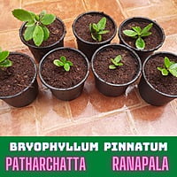 Bryophyllum pinnata రణపాల Patharchata