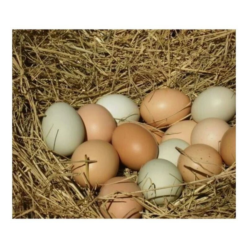 DESI EGGS (Country Chicken Egg) - 6Pc