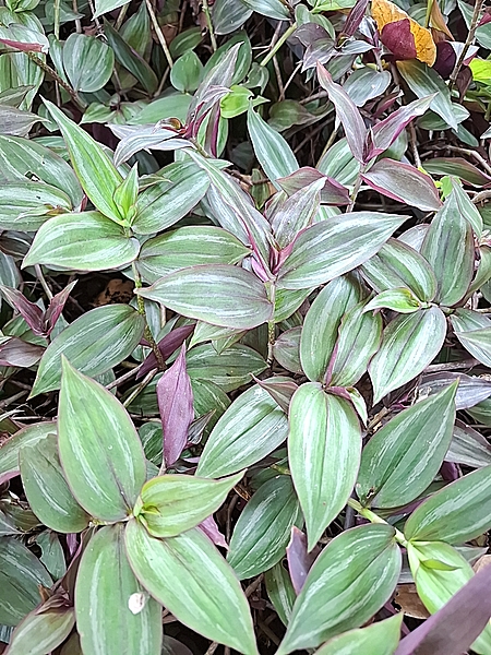 Wandering Jew Plant Cuttings
