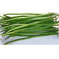 DRUMSTICK (Munagakaya)