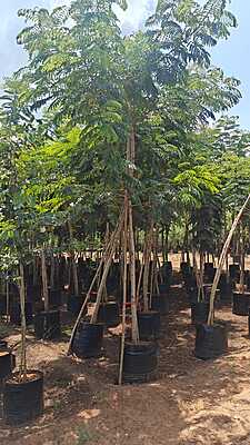 Delonix Regia